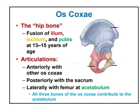 ischium Quiz