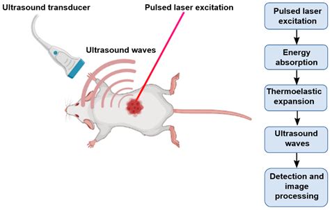 Biosensors | Free Full-Text | Assessment of Nanoparticle-Mediated Tumor ...