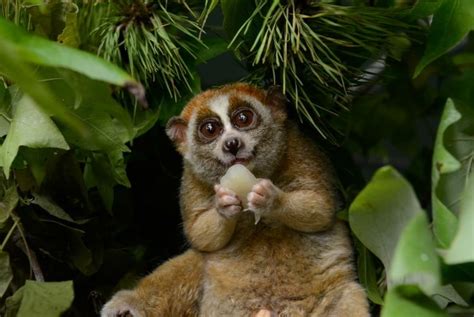 Slow loris - Alchetron, The Free Social Encyclopedia