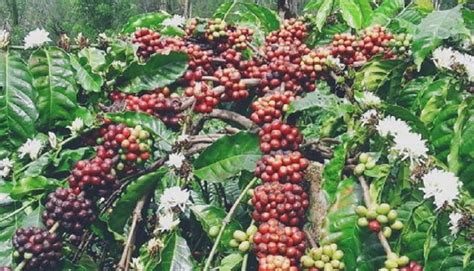 Perkebunan Kopi Di Indonesia - 50+ Koleksi Gambar