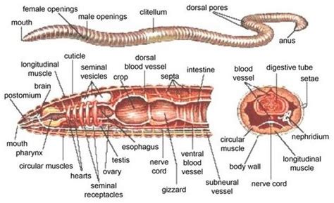 Annelids - Muscular Phylum