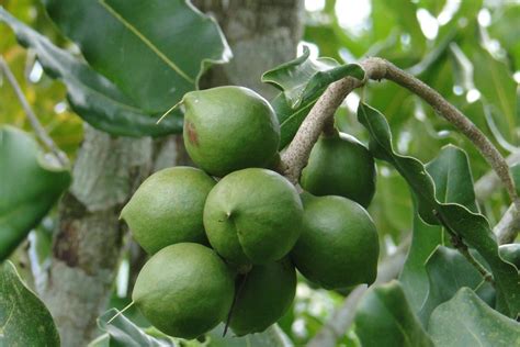 How to make macadamia Farming profitable venture – Oxfarm