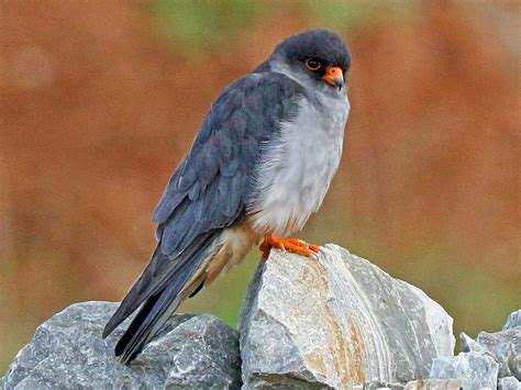 Amur Falcon - eBird India