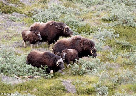 Musk ox herd | Group of female musk ox Ovibos moschatus with… | Flickr