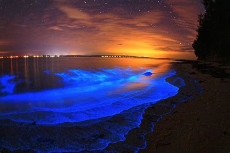 Discover the mesmerizing beauty of Noctiluca Scintillans