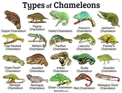 Chameleons: Facts and List of Types With Pictures - Reptile Fact