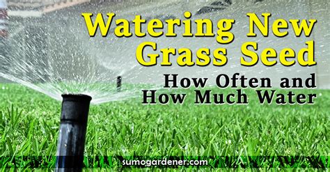 Watering New Grass Seed: How Often and How Much Water