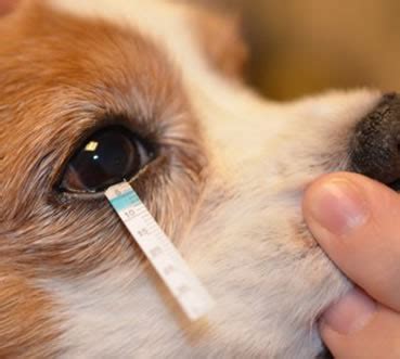 dry-eye-disease-in-dogs-test – Animal Eye Clinic