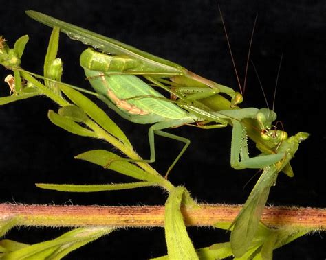 When Do Praying Mantis Mate? | Keeping Exotic Pets