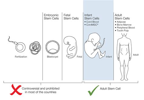 CELLPEDIA | Stem Cells