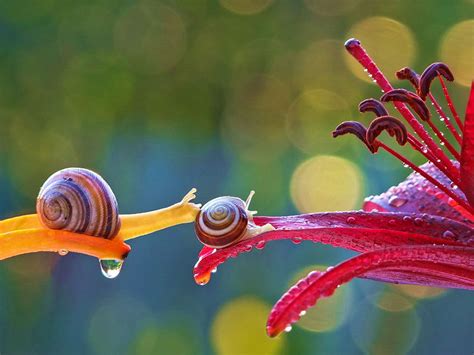 Magical World Of Snails Captured In Macro Photography By Vyacheslav ...