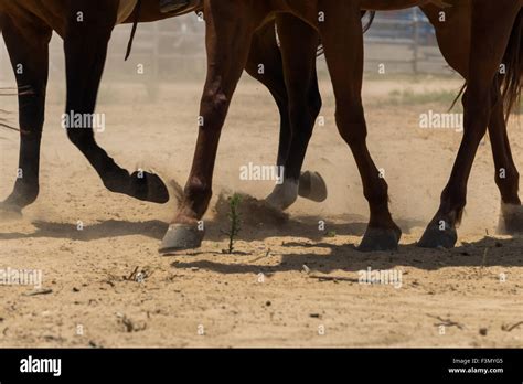 Horses in gallop Stock Photo - Alamy