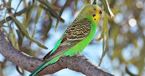 Budgerigar | Talking Champion amongst Parrot Species