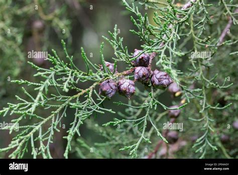 Lawsons Cypress Triomf van Boskoop branch with cones - Latin name ...