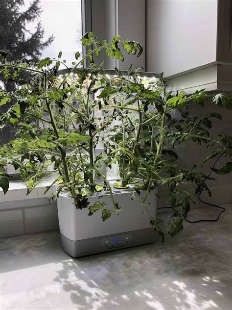 AeroGarden tomatoes ???? ???? Growing juicy tomatoes indoors year-round