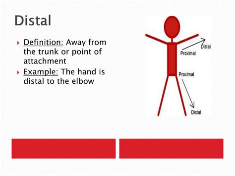 PPT - Anatomical Planes and Directions PowerPoint Presentation, free ...