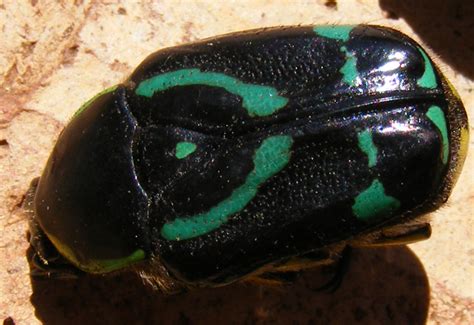 Scarab Beetles from Australia - What's That Bug?