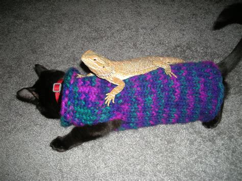 bearded dragon rides sweater wearing kitty! Bearded Dragon, Lizard ...