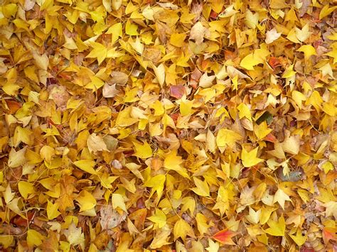 autumn leaves Free Photo Download | FreeImages