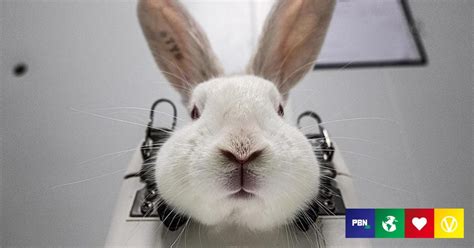 Animal Testing: Is It Effective, And What Happens To Lab Animals?