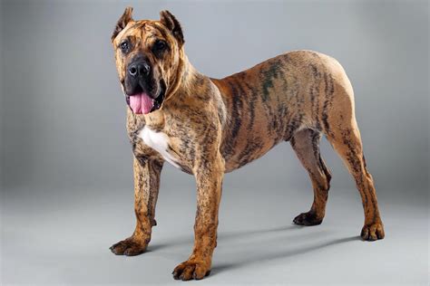 Presa Canario - Canary Mastiff Dog Guide - Animal Corner