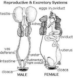 Reproduction - The Great Horned Owl