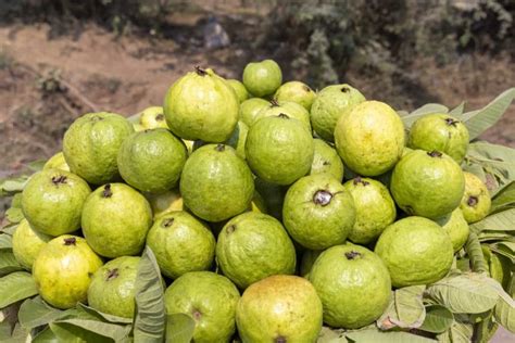 A Guide to Understand Guava Plant/Tree Propagation: Check How this Guide Helps Guava Farmers