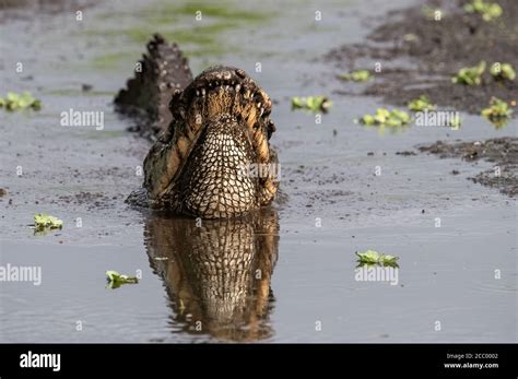 Alligator in the Everglades, Florida Stock Photo - Alamy