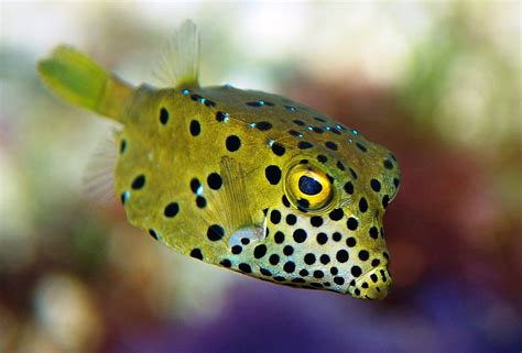 Boxfish and Cowfish - Aquatic Gardens References