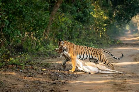 Watch the Largest Tiger You've Ever Seen Stalk a Deer - A-Z Animals