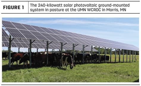 Agrivoltaics and grazing dairy cattle under solar panels | Ag Proud