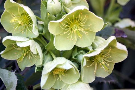 hellebore1 – Flirty Fleurs The Florist Blog – Inspiration for Floral ...