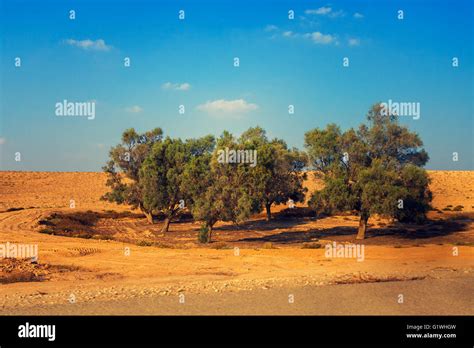 Trees in Judean desert Stock Photo - Alamy