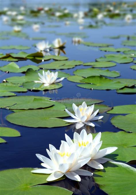 Summer Lake With Water-lily Flowers Stock Images - Image: 11686824