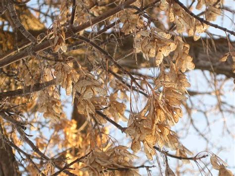 Life among the Tall Pines: Box elder seeds