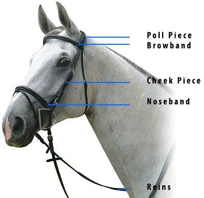 How to Adjust a horse riding equipment — Snaffle Bridle | by westernshoppe marketing | Medium