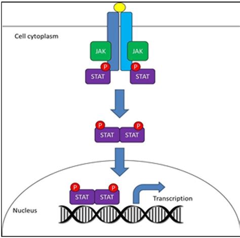 Clinical perspectives of Janus Kinase Inhibitors: A review | Asian Journal of Pharmacy and ...