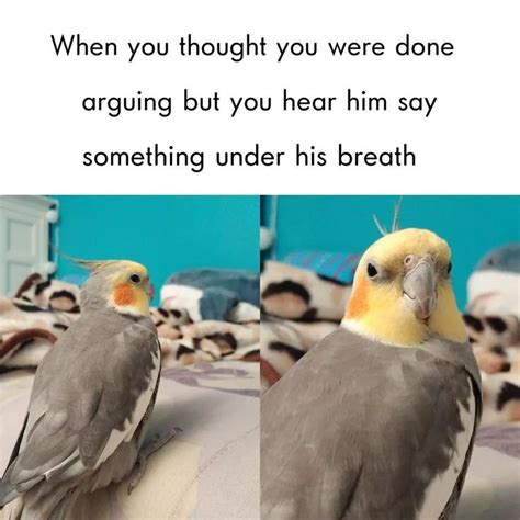 46 best Bird Memes images on Pinterest | Birds, Memes and Pet birds