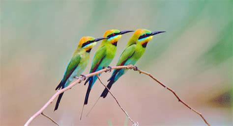 Australia's Top 10 Most Beautifully Coloured Birds | Australian ...