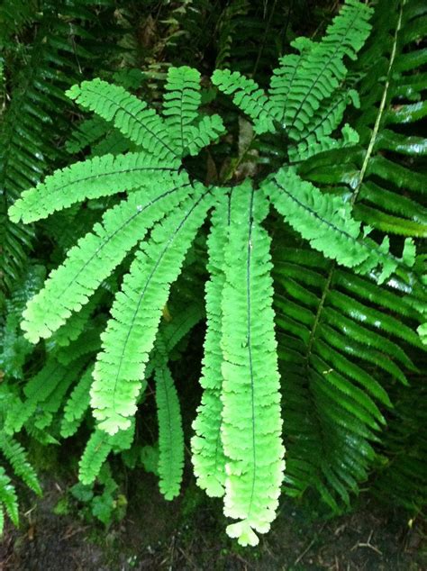 "Rare" Fern ;-) | MLERULES | Flickr