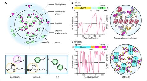 | A model for the control of biomolecular condensates. (A) Multivalent... | Download Scientific ...