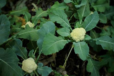 How to Grow Cauliflower in the USA: Soil, Propagation, Planting, Care, and Farming Tips