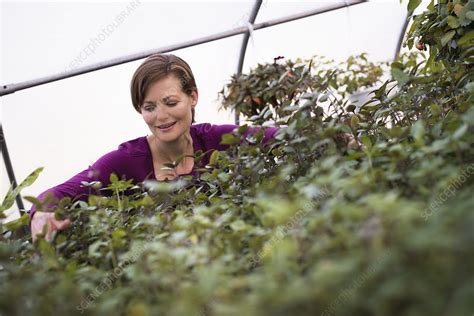 Organic plant nursery - Stock Image - F008/9031 - Science Photo Library