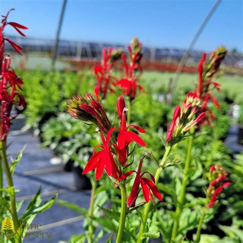 Lobelia cardinalis Cardinal Flower from Home Nursery