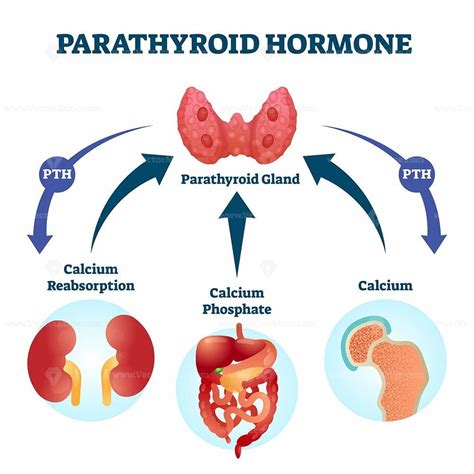 Parathyroid hormone PTH, parathormone or parathyrin vector illustration ...