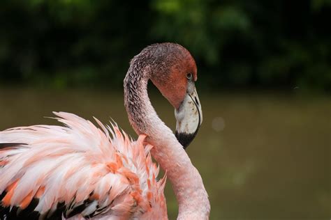 Orange Flamingo · Free Stock Photo