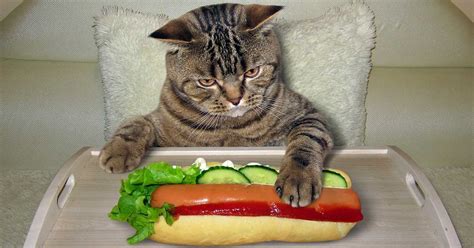 Can Cats Eat Hot Dogs? Why That Is So Dangerous? | The ideal cat