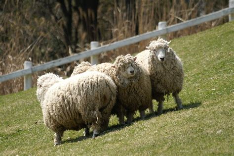 Top 15 Sheep Breeds for Wool - PetHelpful