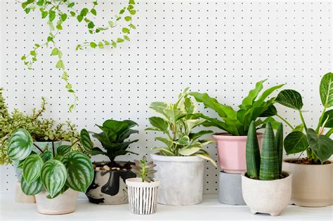 These 5 Indoor Plants Can Improve Air Quality and Produce Oxygen at Night!