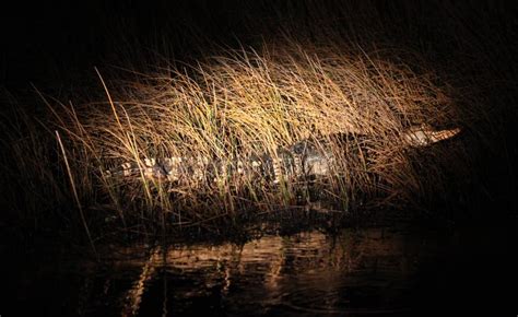 Alligator at Night stock image. Image of wildlife, raining - 15604037